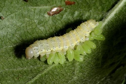 Réf. 185 182 : Cosmia trapezina